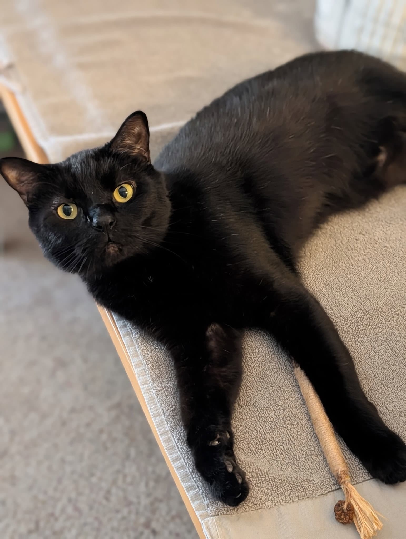 Ziggy - Domestic Short Hair