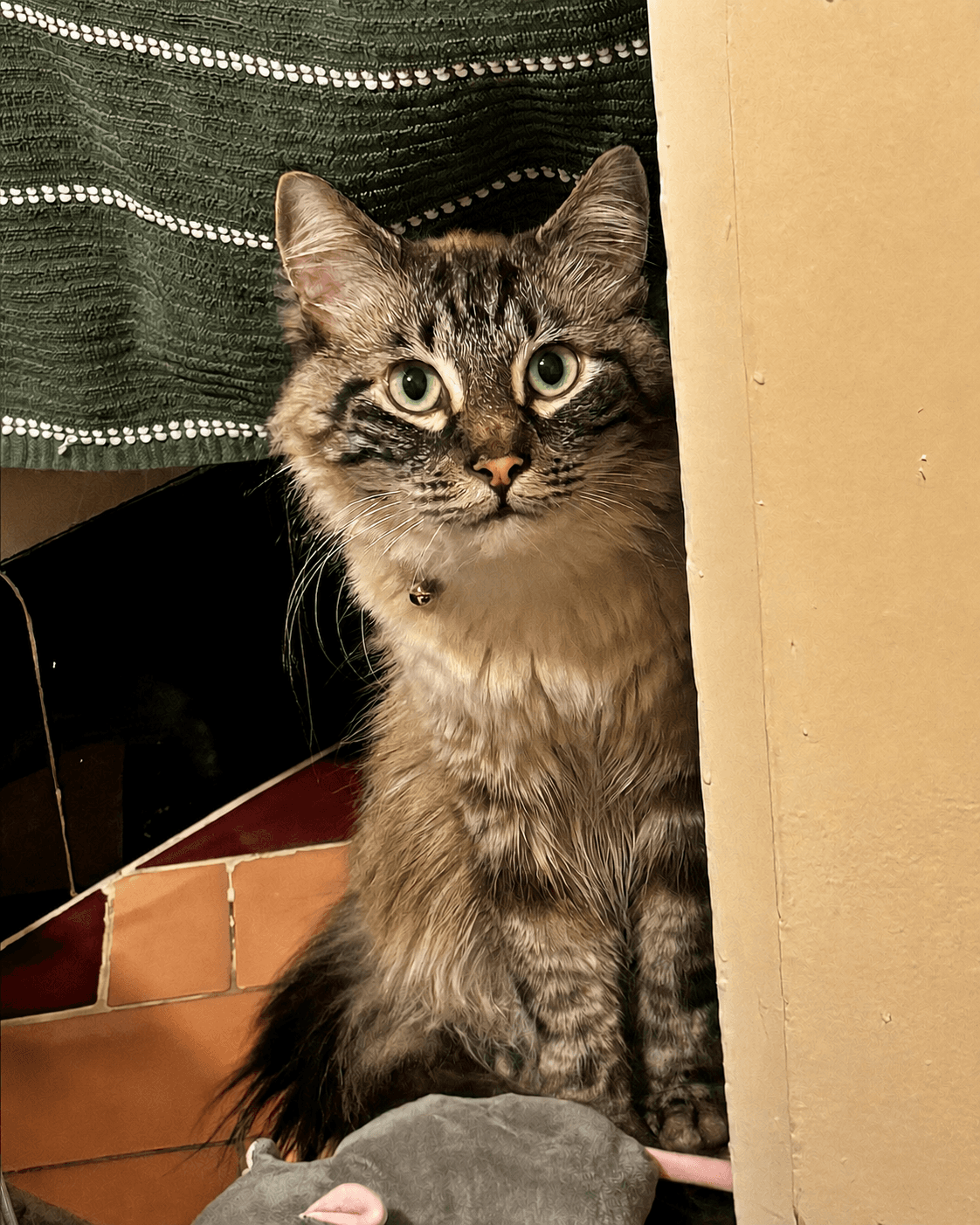 Frankie  - Offered By Owner- Fluffy  Shy - Domestic Long Hair