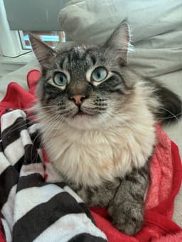 Frankie  - Offered By Owner- Fluffy  Shy image 2