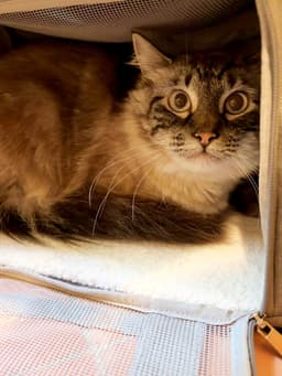 Frankie  - Offered By Owner- Fluffy  Shy image 3