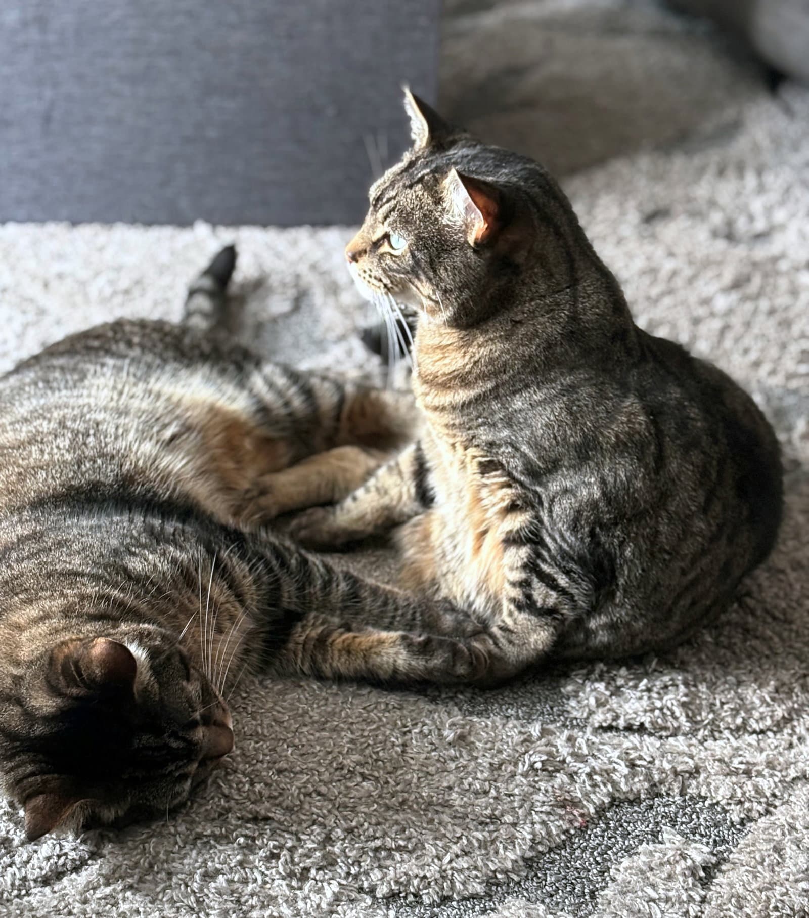 Asian  Kody - Offfered By Owner -Bonded Boys - Tabby