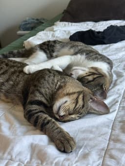 Bonded Teen Brothers Frodo And Samwise image 1