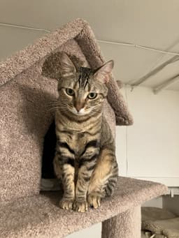 Mabel - Offered By Owner - Needs Special Attention image 1