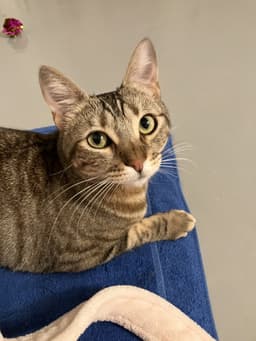 Mabel - Offered By Owner - Needs Special Attention image 2