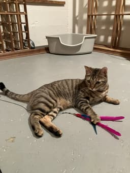 Mabel - Offered By Owner - Needs Special Attention image 3