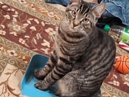 Ozzy  - Offeread By Owner - image 1