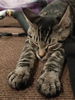 Ozzy  - Offeread By Owner - image 2