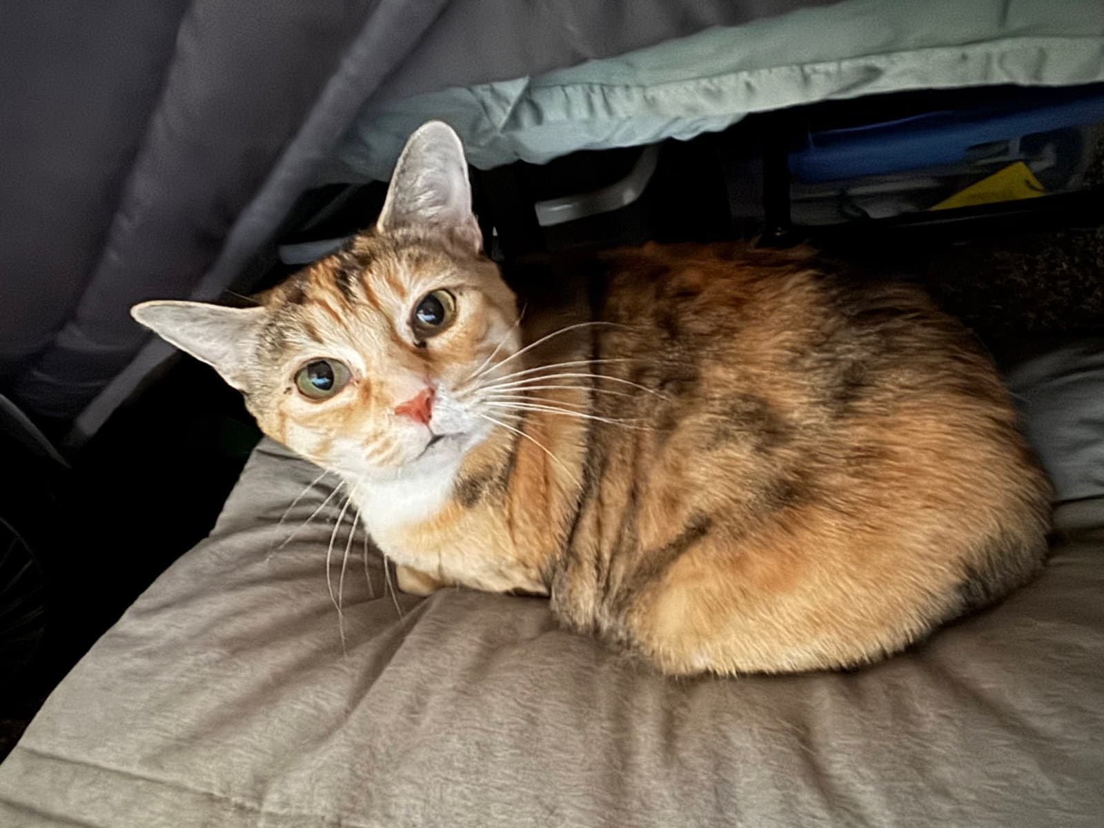 Tallie - Offered By Owner - Family Cat