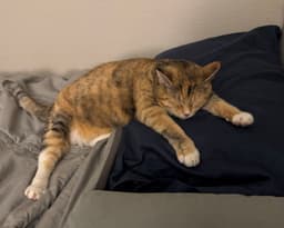 Tallie - Offered By Owner - Family Cat image 2