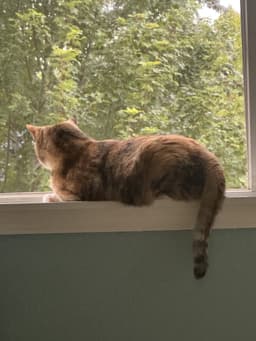 Tallie - Offered By Owner - Family Cat image 3