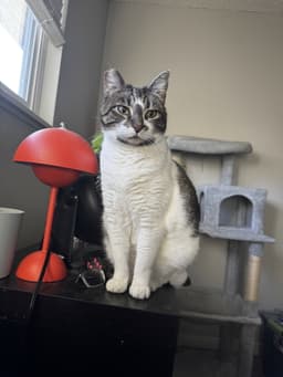 Bonnie  - Offered By Owner - Family Pet image 1