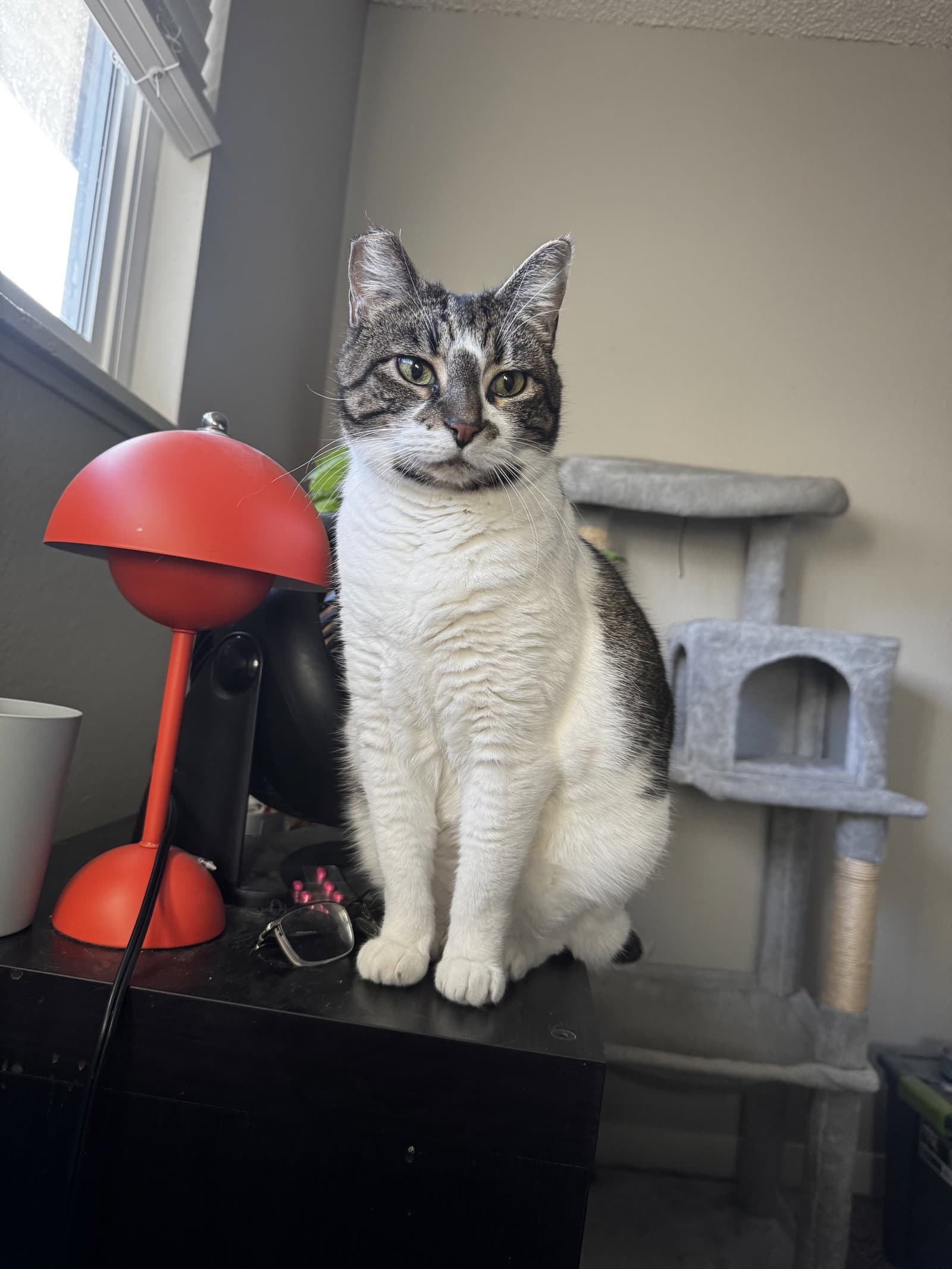 Bonnie  - Offered By Owner - Family Pet - Tabby