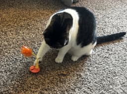 Bonnie  - Offered By Owner - Family Pet image 2