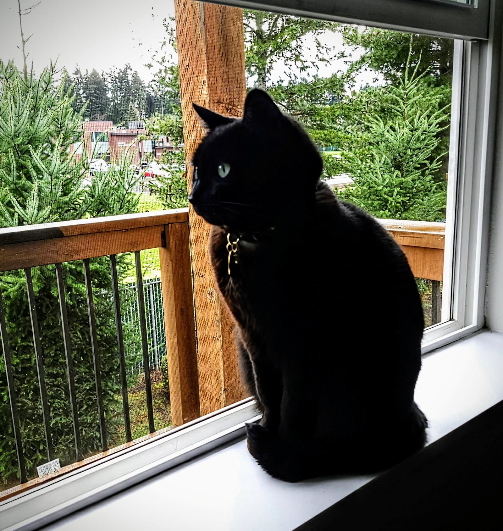 Nyxie  - Offered By Owner - American Shorthair
