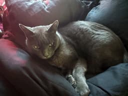 Shadow  - Offered By Owner - Senior image 3