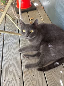 Shadow  - Offered By Owner - Senior image 4