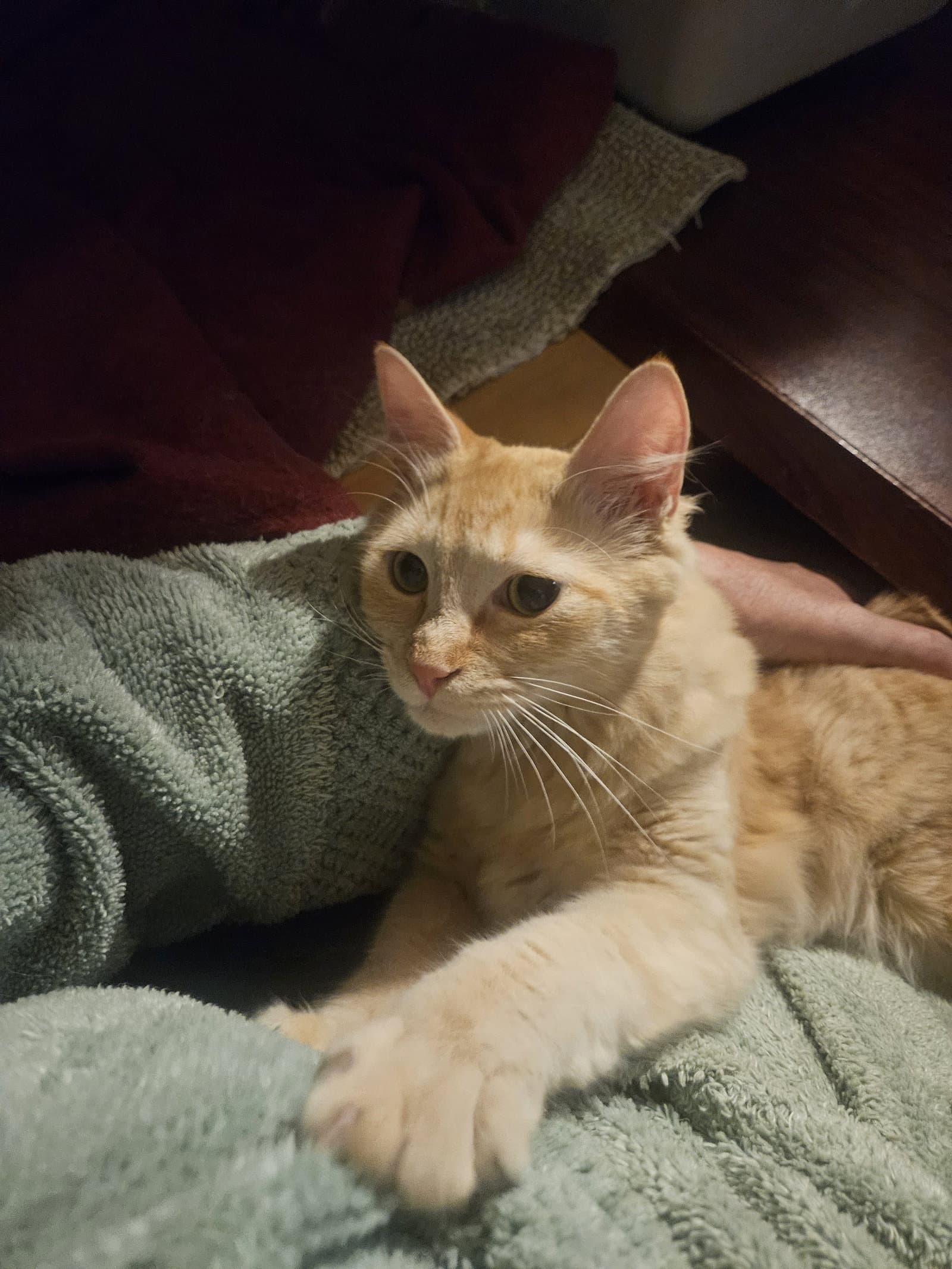 Brad  - Offered By Owner -  Survivor - Tabby
