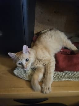 Brad  - Offered By Owner -  Survivor image 3