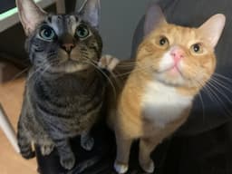 Bolt And Garfield  - Offered By Owner image 1