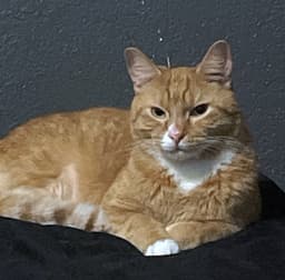 Bolt And Garfield  - Offered By Owner image 3