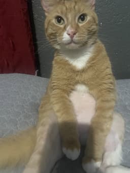 Bolt And Garfield  - Offered By Owner image 4