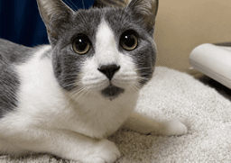 Xena  Zeus  - Offered By Owner- Bonded image 1
