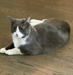 Xena  Zeus  - Offered By Owner- Bonded image 2