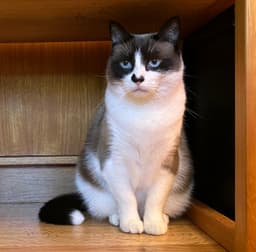 Po  - Offered By Owner - Ragdoll Adult image 1