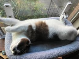 Po  - Offered By Owner - Ragdoll Adult image 2