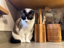 Po  - Offered By Owner - Ragdoll Adult image 3