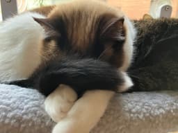 Po  - Offered By Owner - Ragdoll Adult image 4