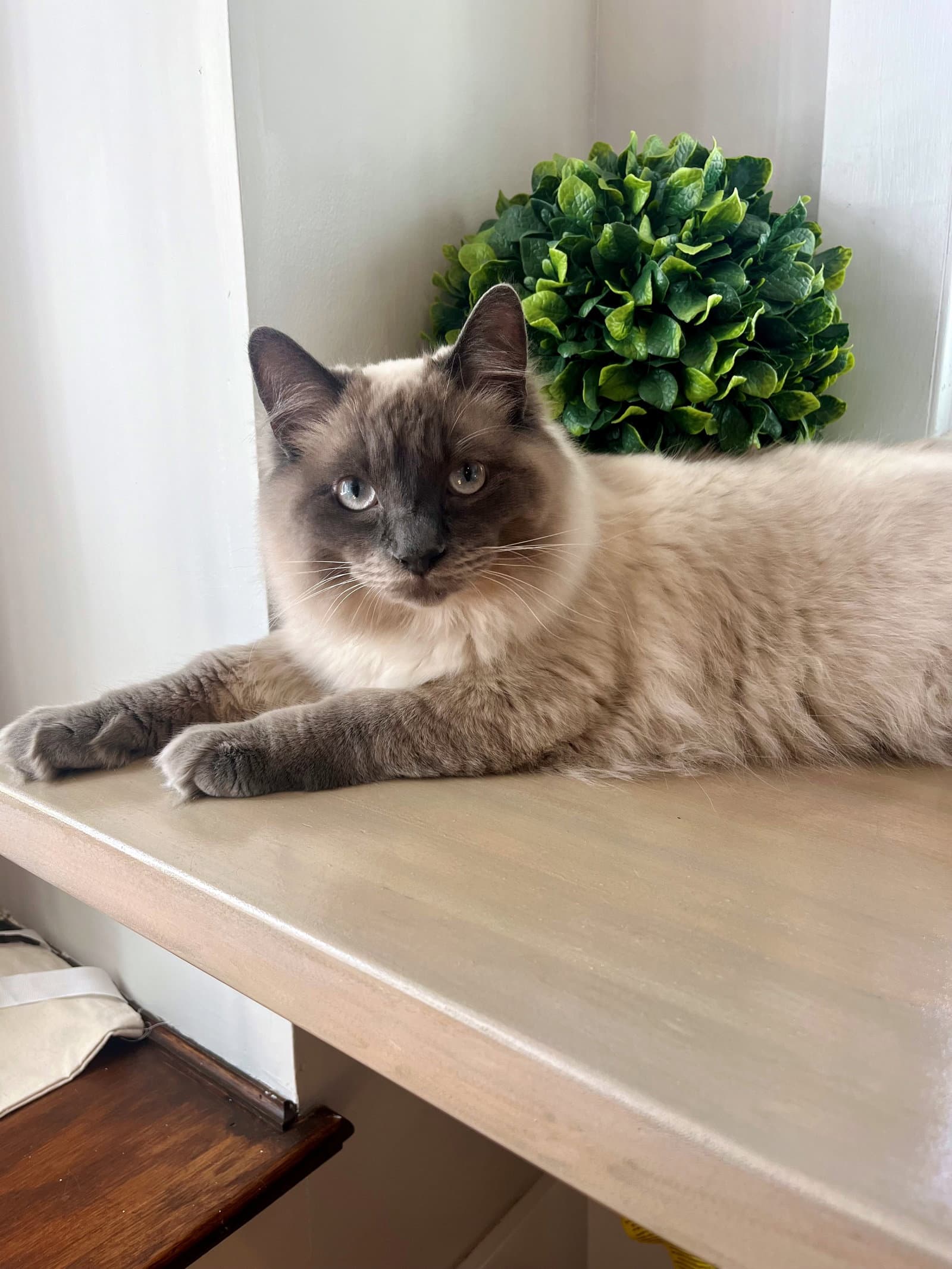 Lennon - Himalayan