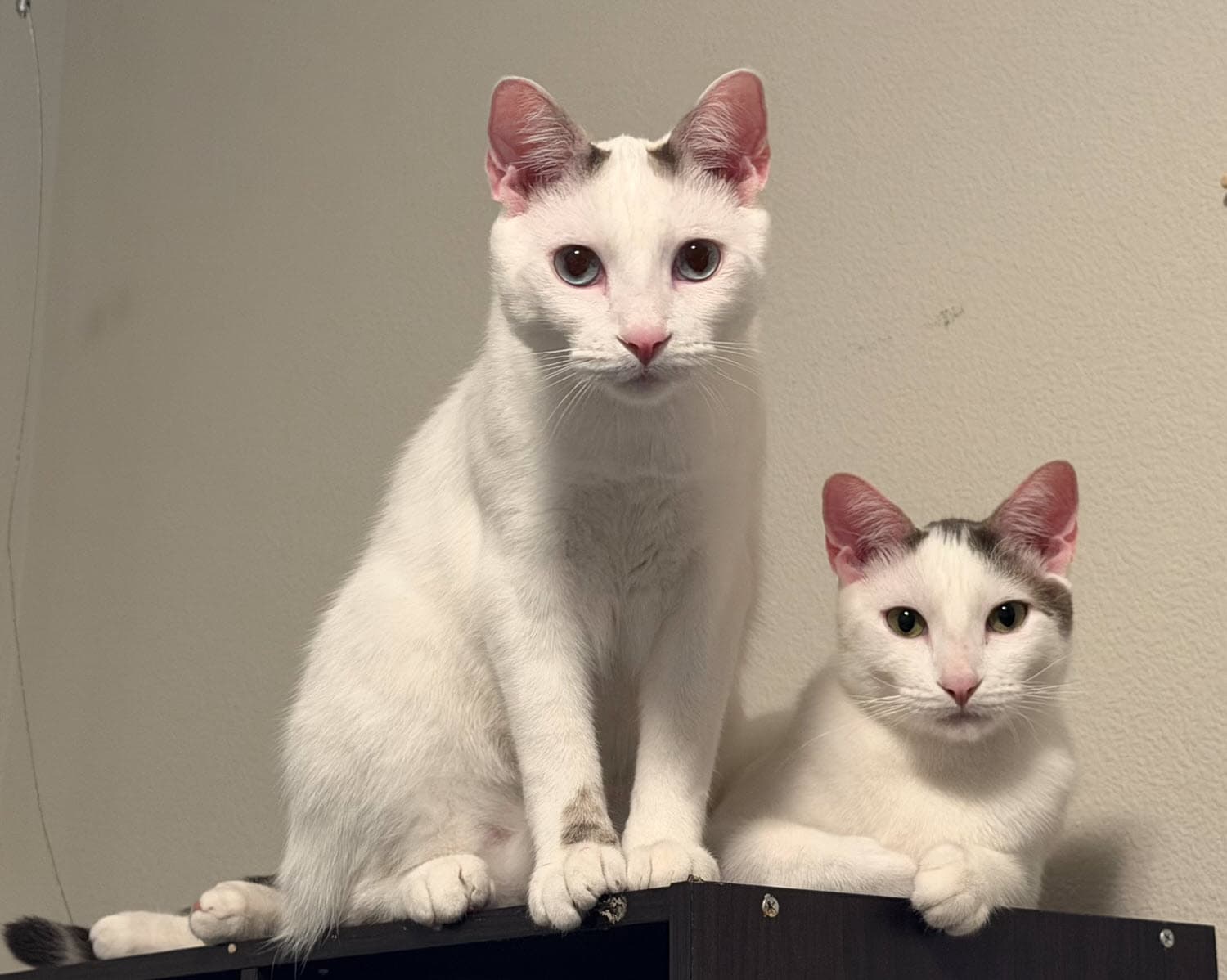 Butch  Sundance  - Offered By Owner Bonded - Domestic Short Hair