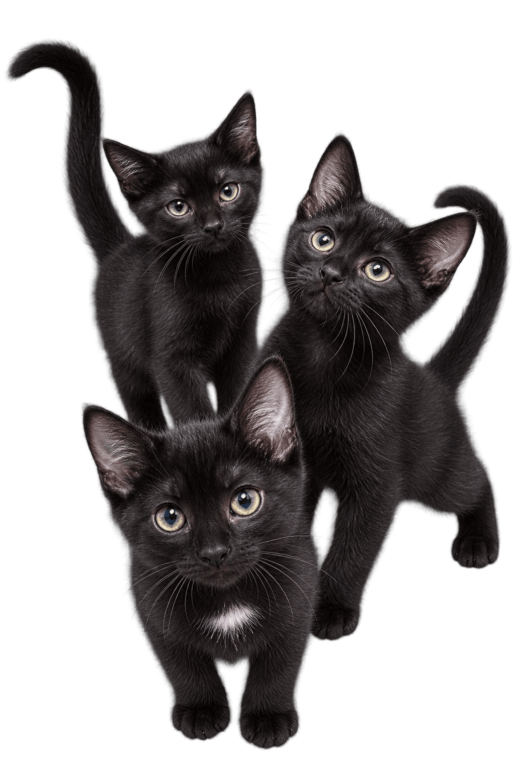 Kittens - Rice Crispy Treats - Triple The Fun - Domestic Short Hair