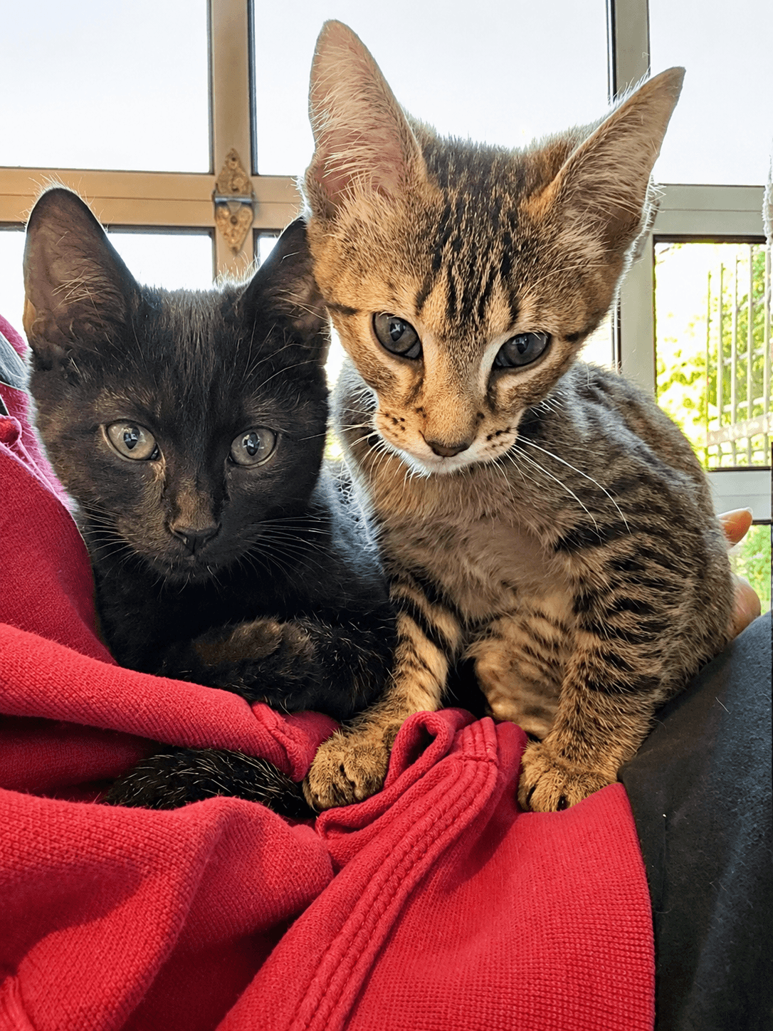 Kitten Brothers Tabby  Tiny - Tabby