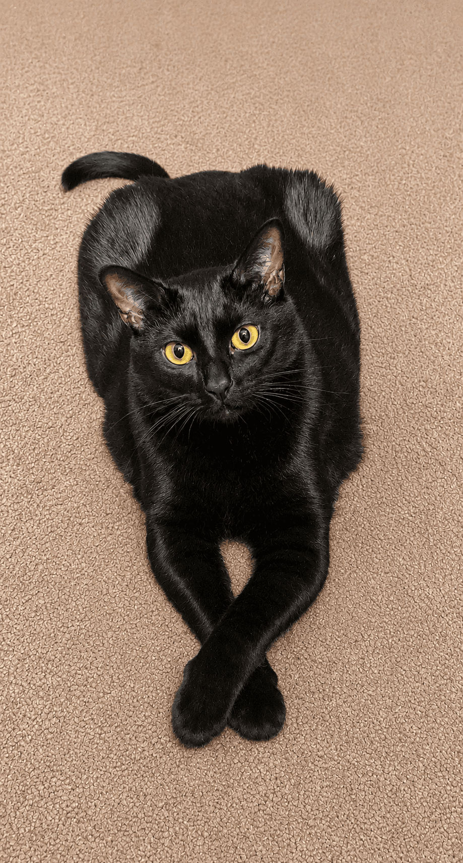 Rae Rae  - Offererd By Owner - Adult Gal - Domestic Short Hair