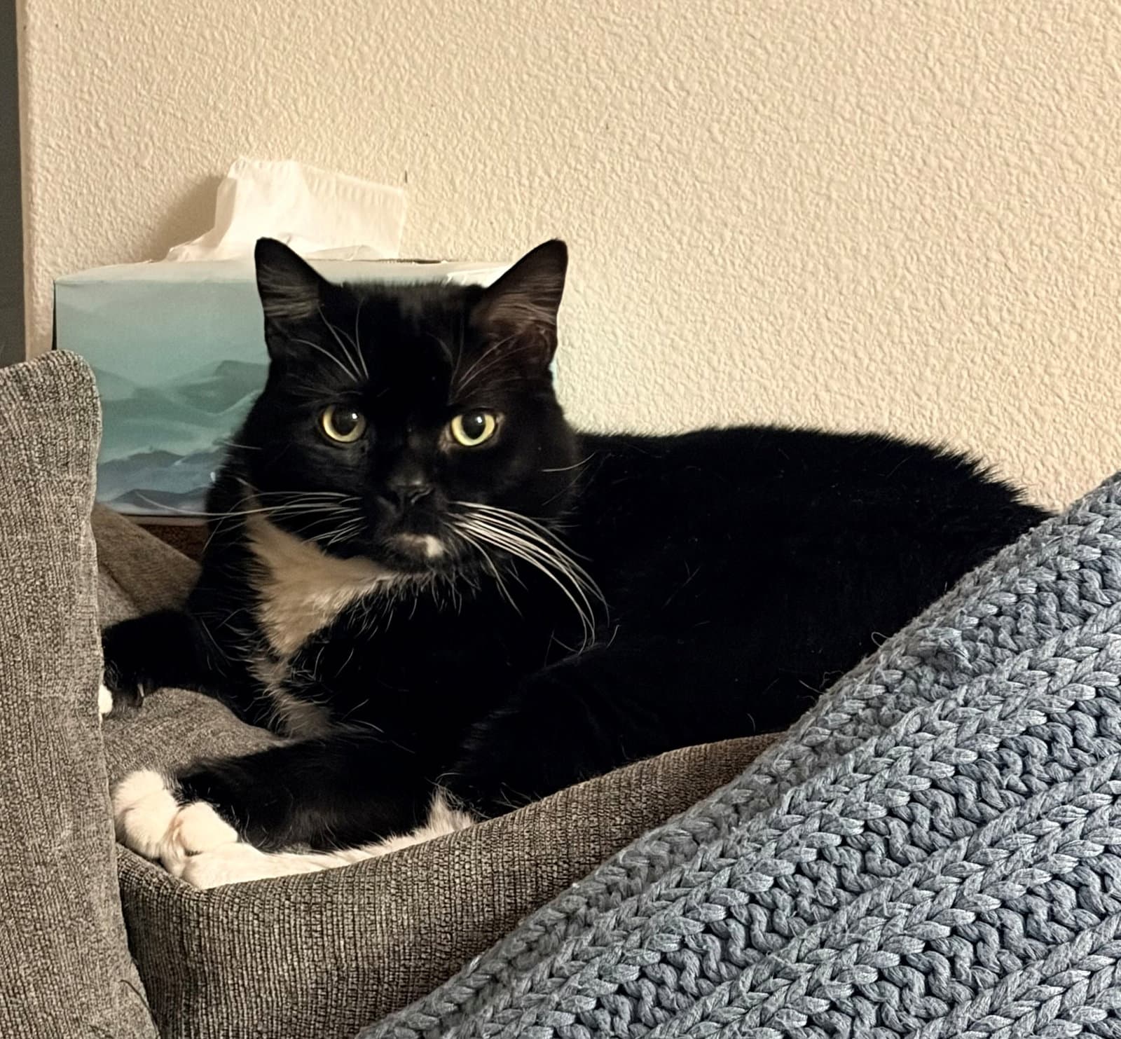 Willow  - Offered By Owner - Male Tuxedo - Tuxedo
