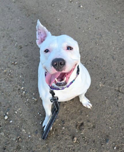 Cream Soda - American Pit Bull Terrier