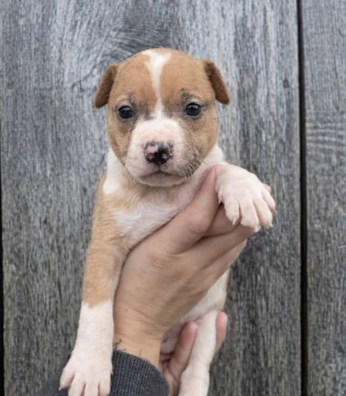 M Marionberry - American Pit Bull Terrier