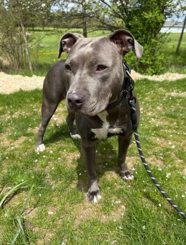 Rere - American Pit Bull Terrier