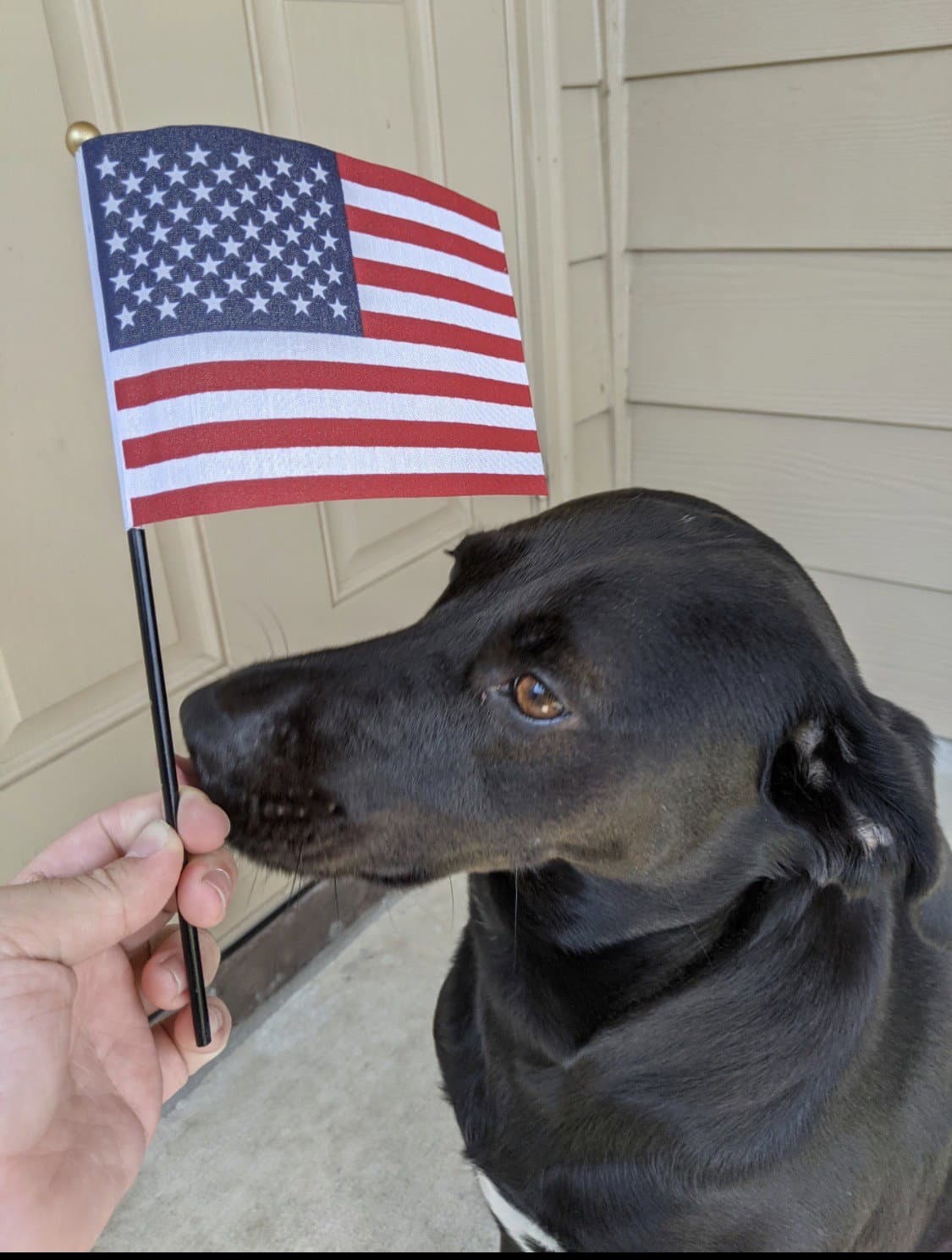 Stoney Courtesy Post New York City Ny - Labrador Retriever