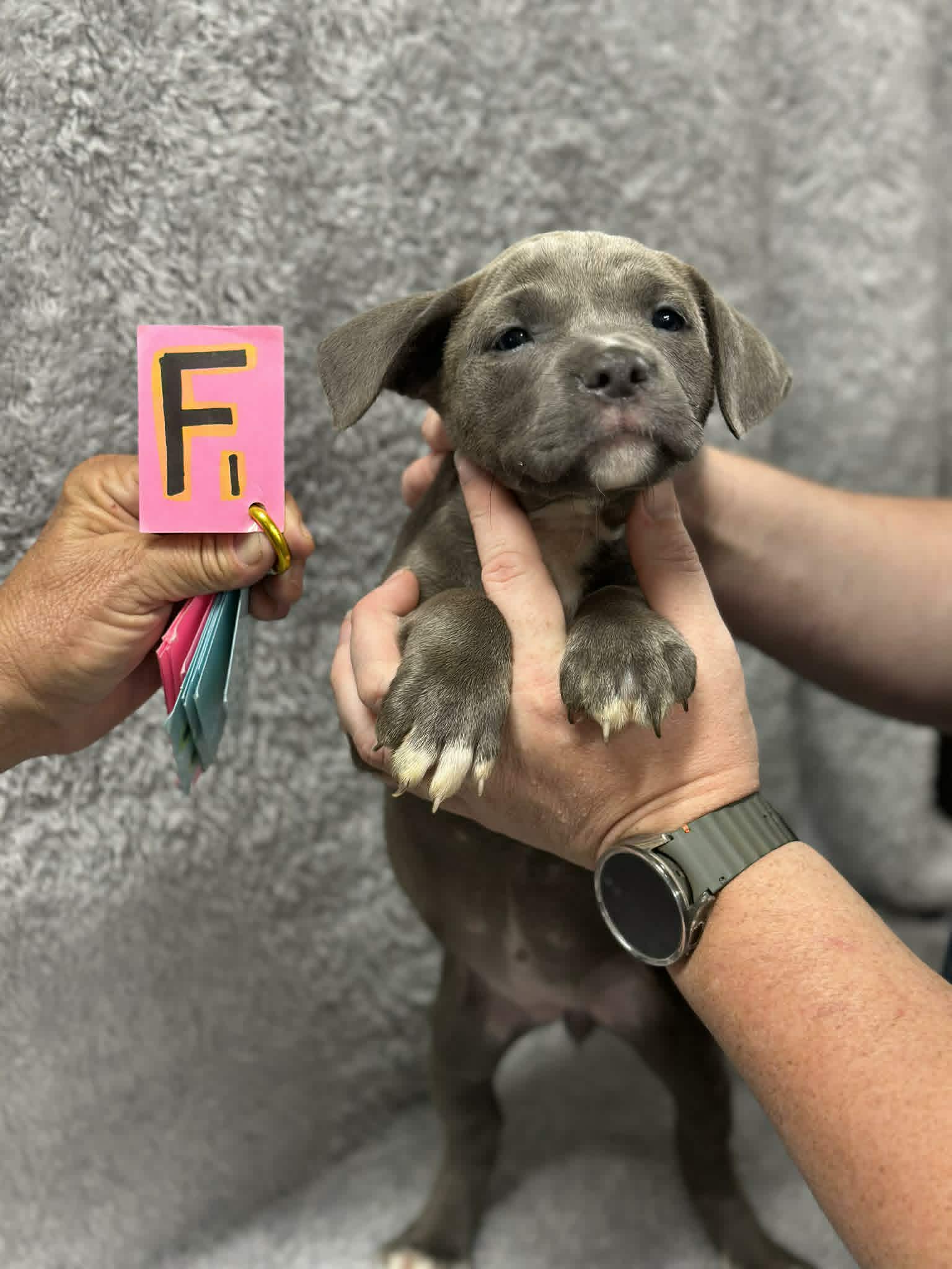 Tulip Ny-Shari - Great Dane