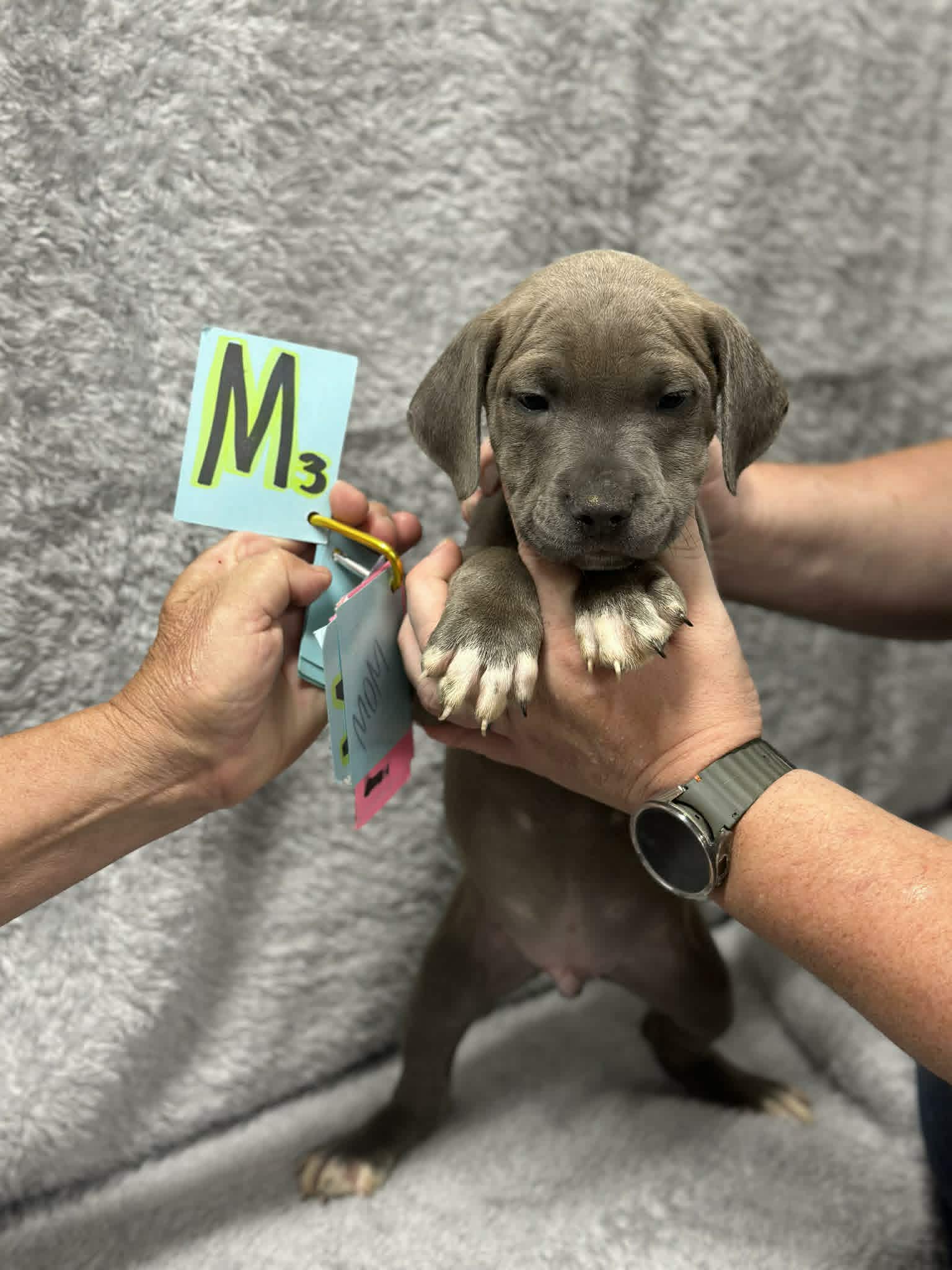 Titan Ny-Shari - Great Dane