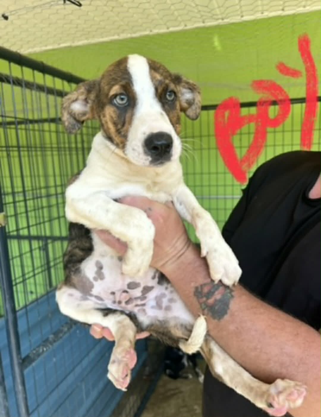 Ira Ny-Sarah - Great Dane