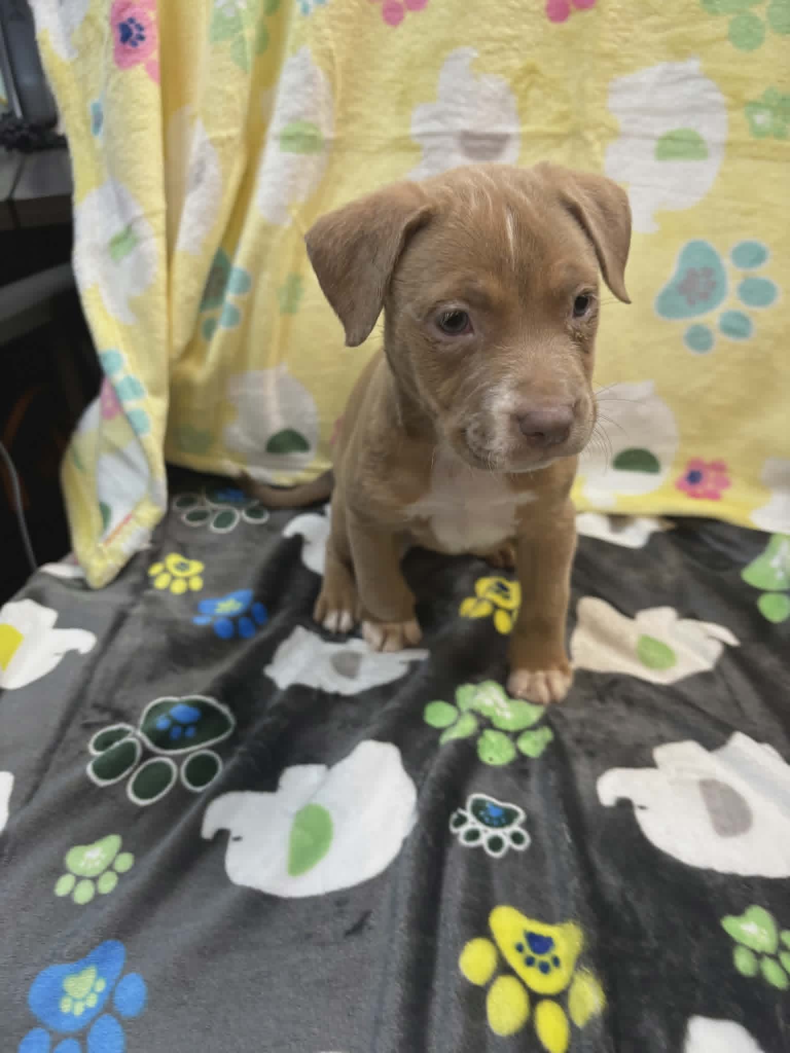 Peony Ny-Sarah - Labrador Retriever