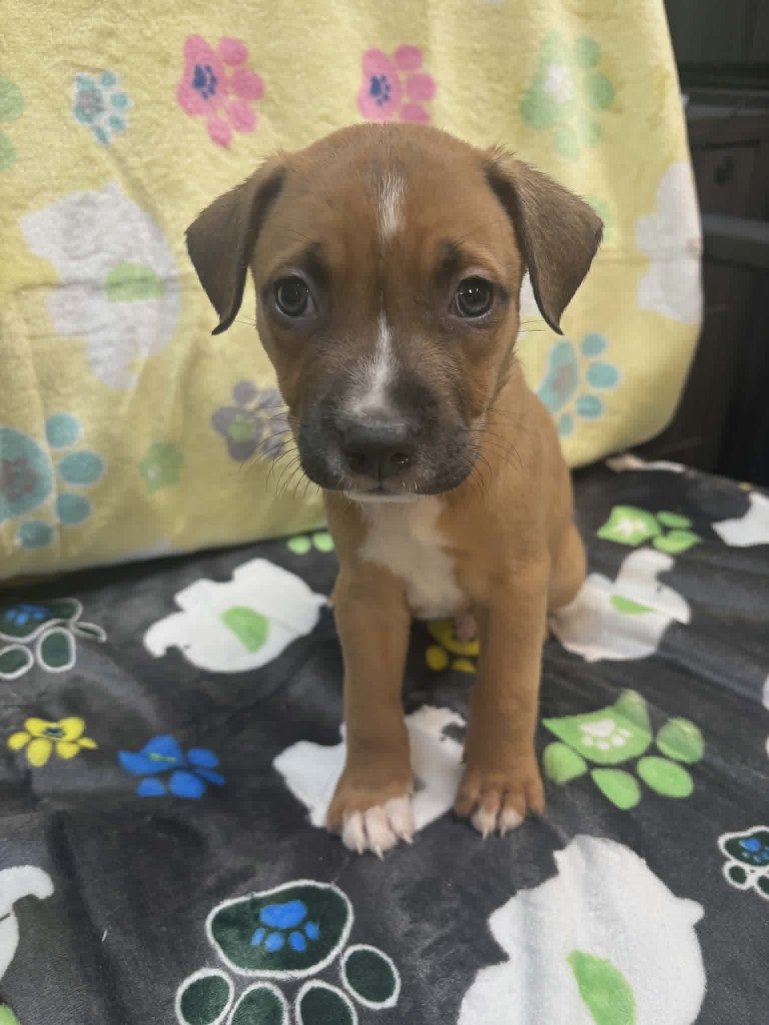 Paddy Ny-Sarah - Labrador Retriever