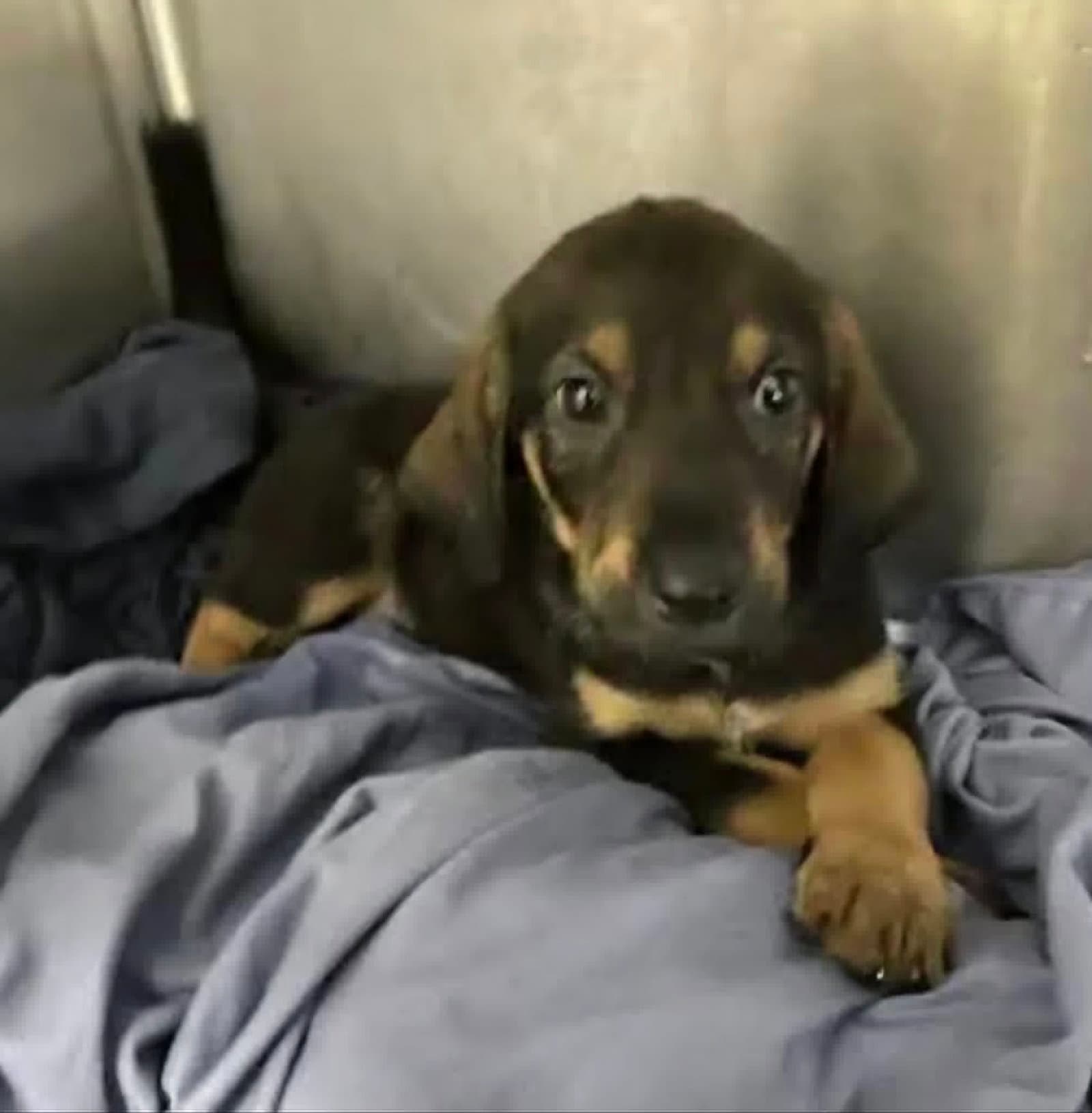Axel Ny-Lia - German Shepherd Dog