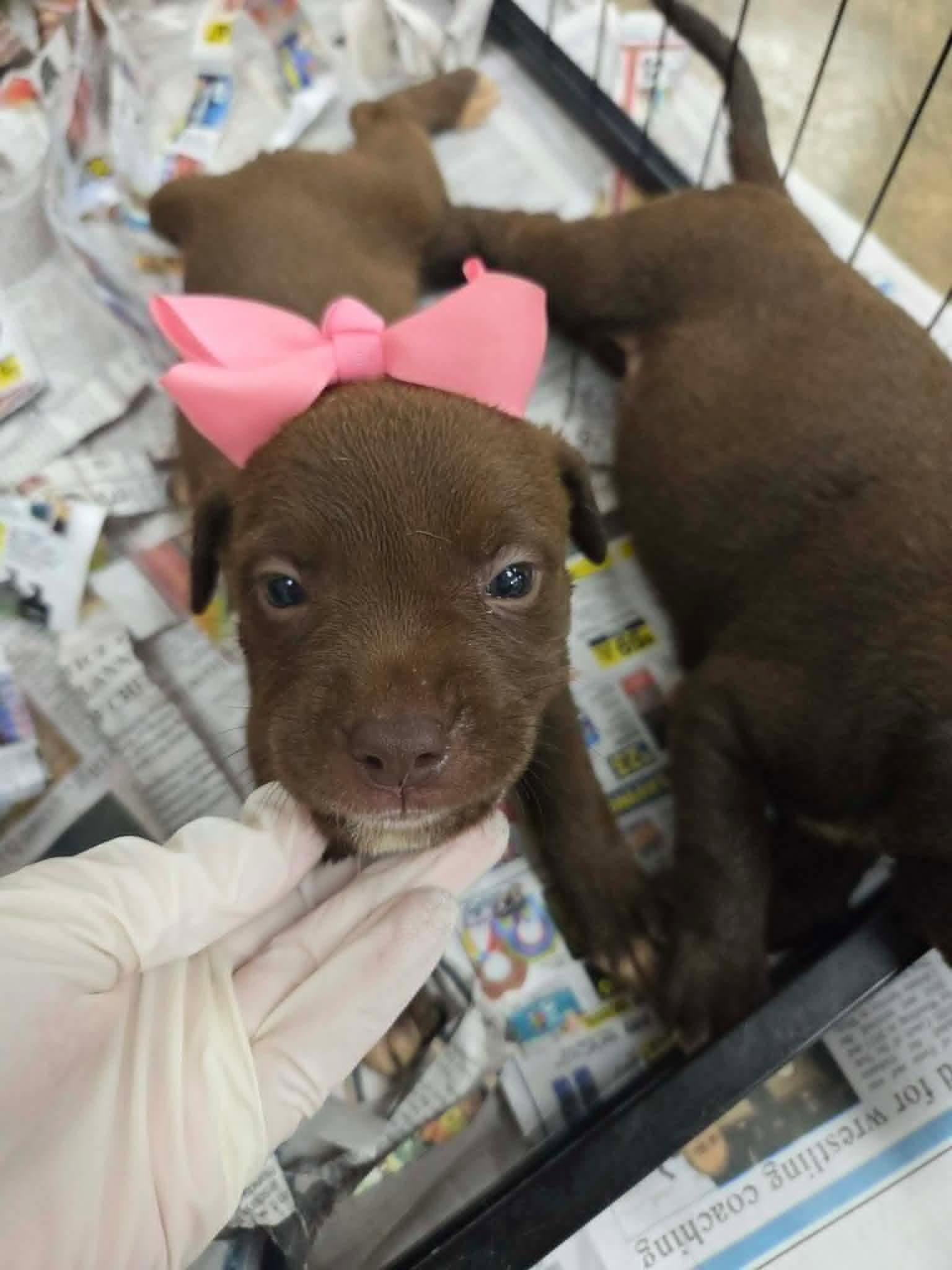 Remy Ny-Emily - Labrador Retriever