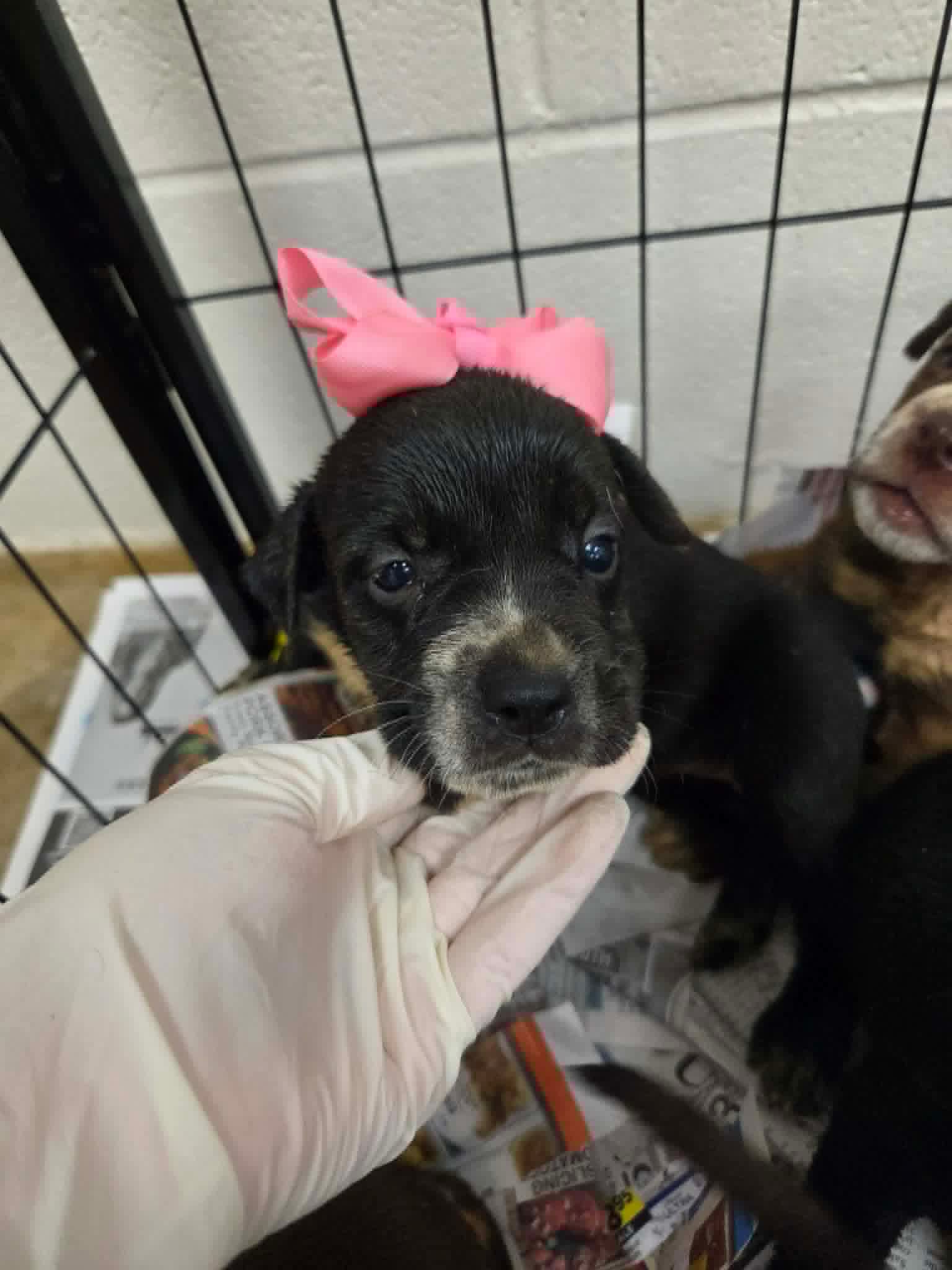 Rainbow Ny-Emily - Labrador Retriever