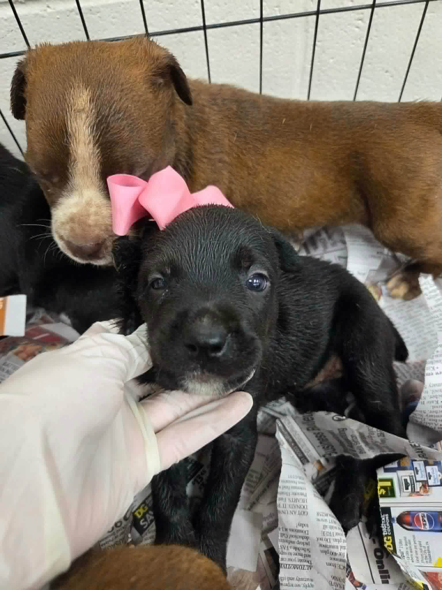 Ruby Ny-Emily - Labrador Retriever